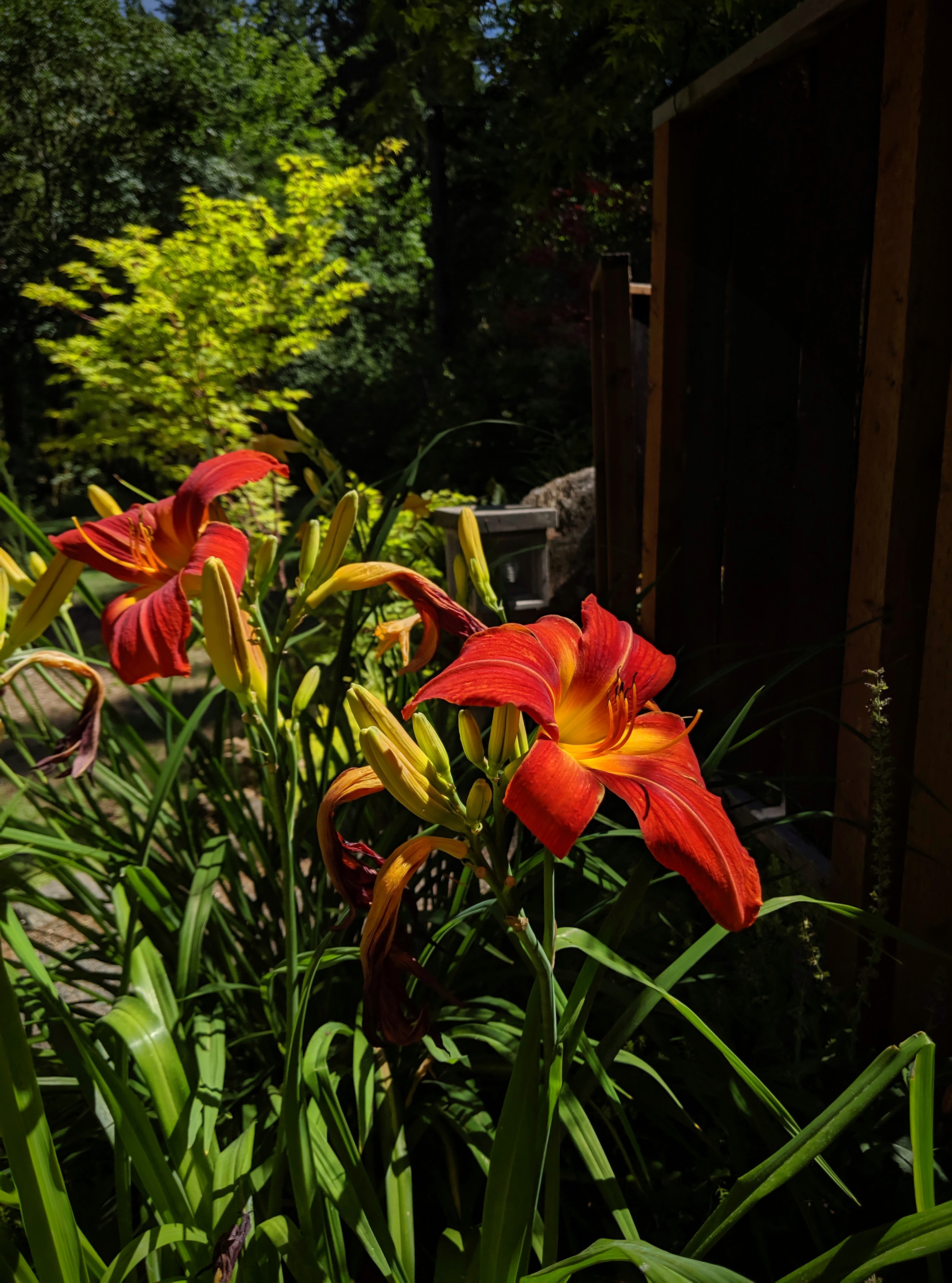 Lilly flowers at Pacific Hermitage