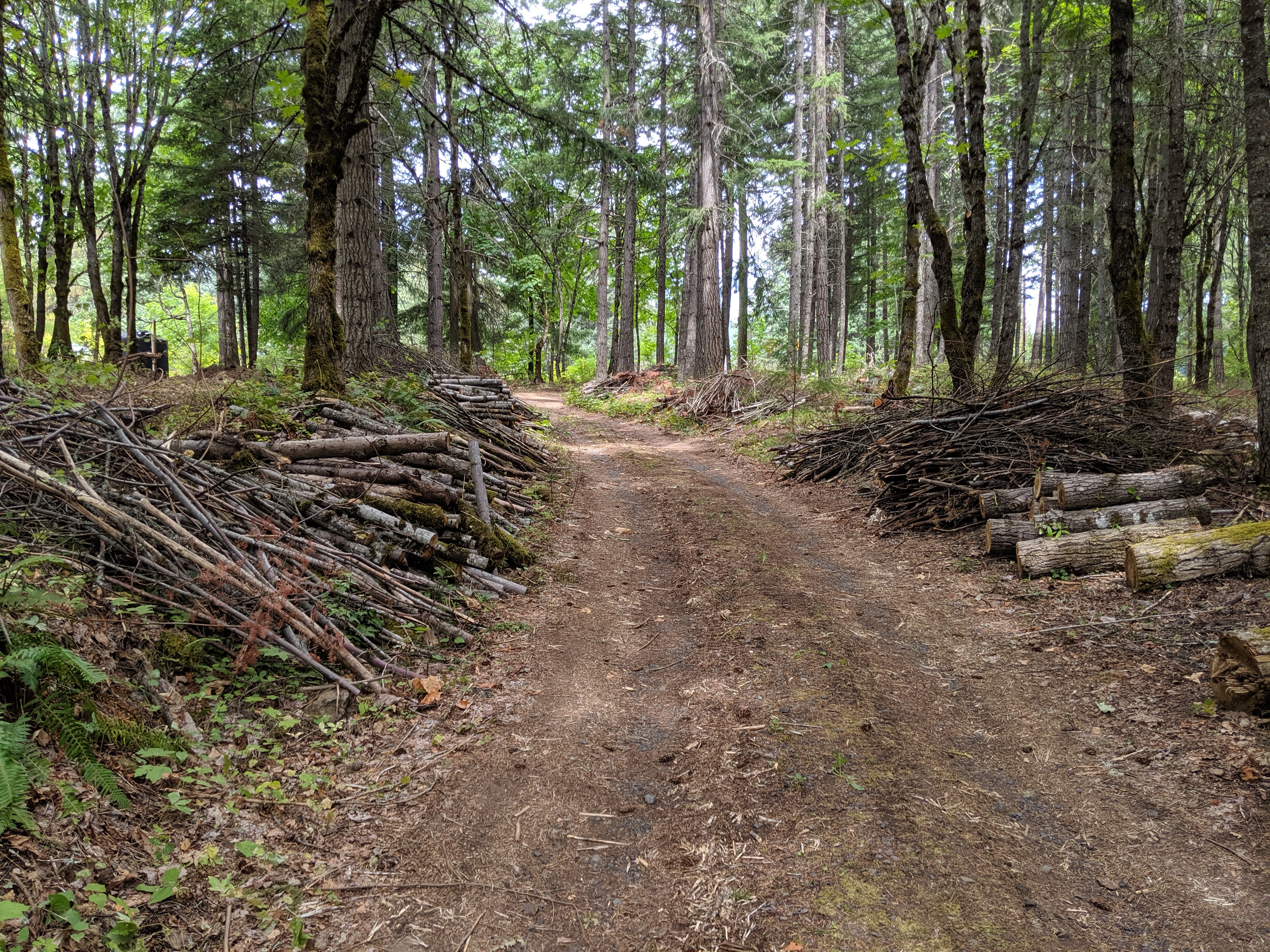 logging at Pacific Hermitage